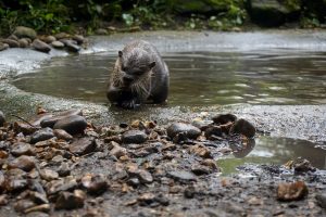 A sea-otter eats a snack on the bank of a small stream.