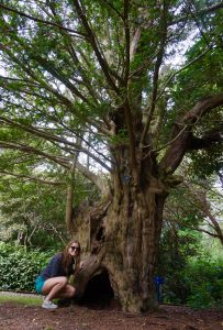 A girl crouches beside a tall yew tree in the woods.
