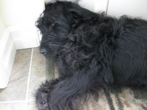 A black shaggy dog sleeps with his head propped up against a wall.