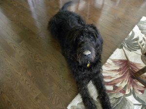 A black shaggy dog lays on the floor with a dirt-covered nose.