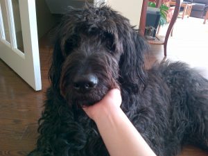 A shaggy black dog gets a chin scratch while laying at home
