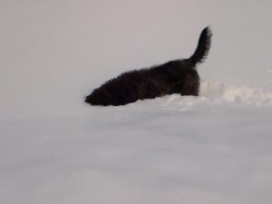 A black shaggy dog submerses his entire head in deep white snow.