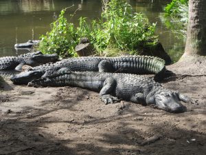 A group of three large alligators lazing on the muddy bank of a river.