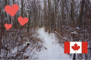 A path through a snowy forest in Ontario, Canada