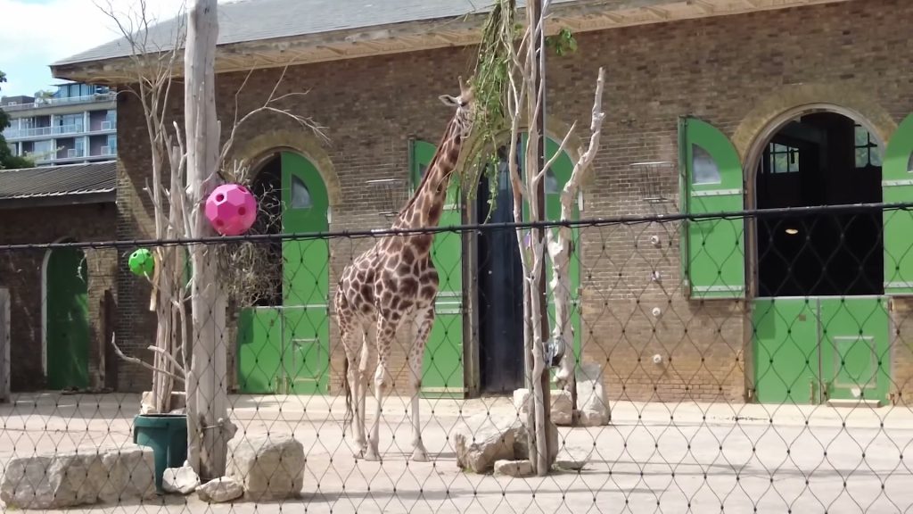 A giraffe feeding from branches in its outdoor enclosure